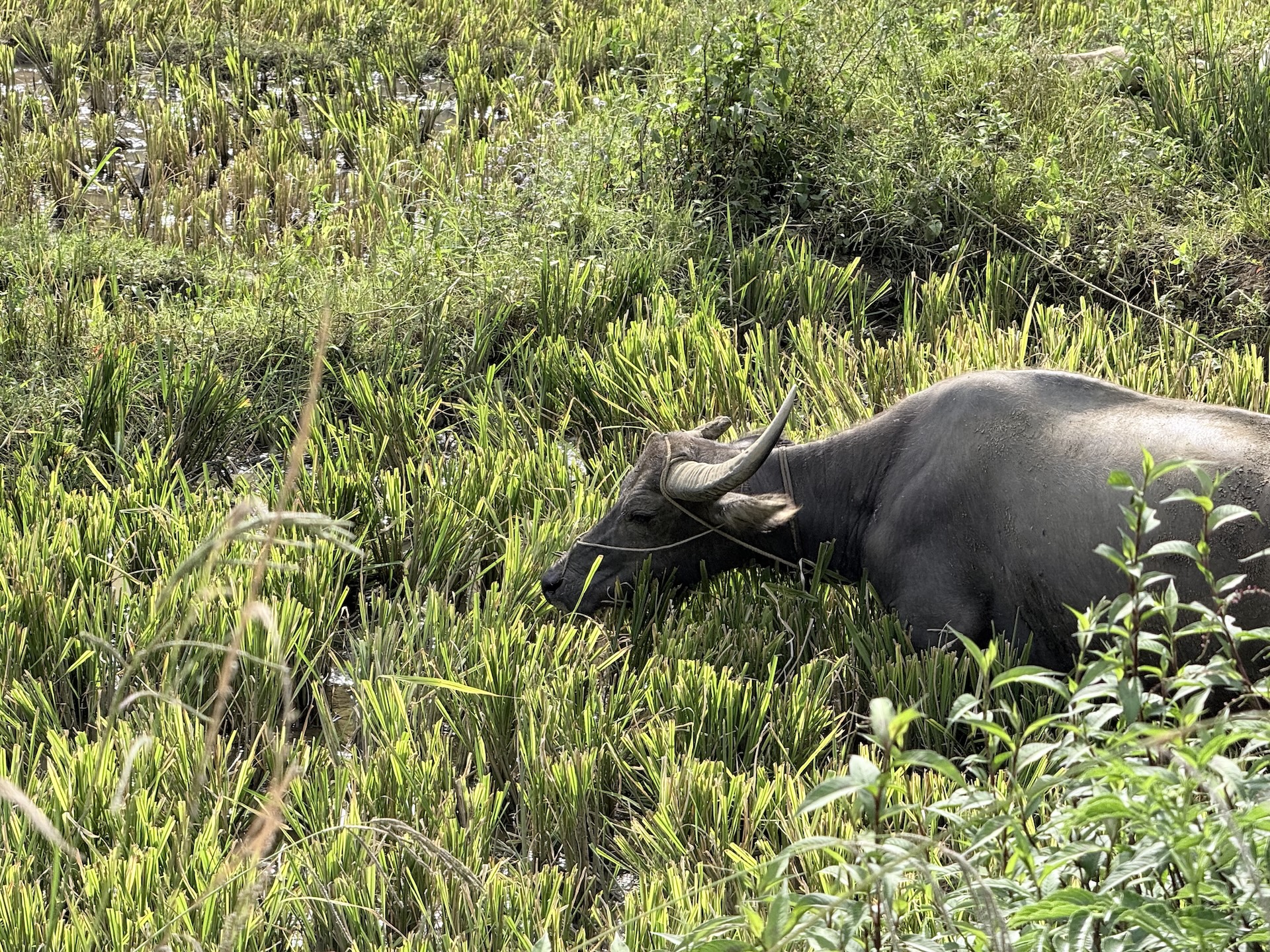 Buffel in het veld