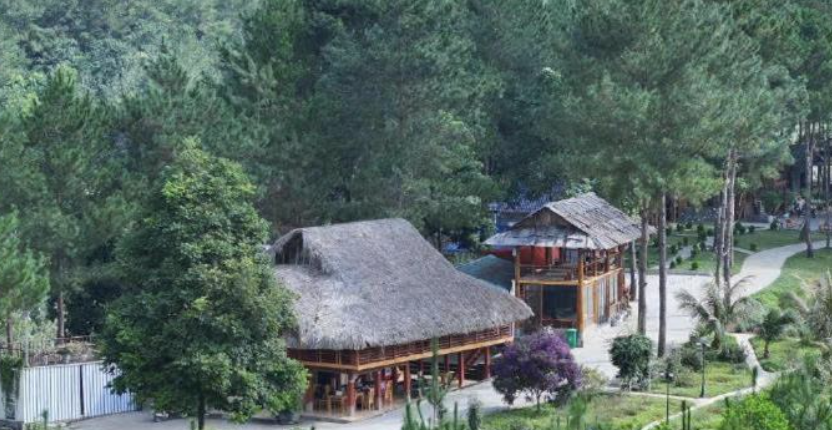 Pine Forest Homestay
