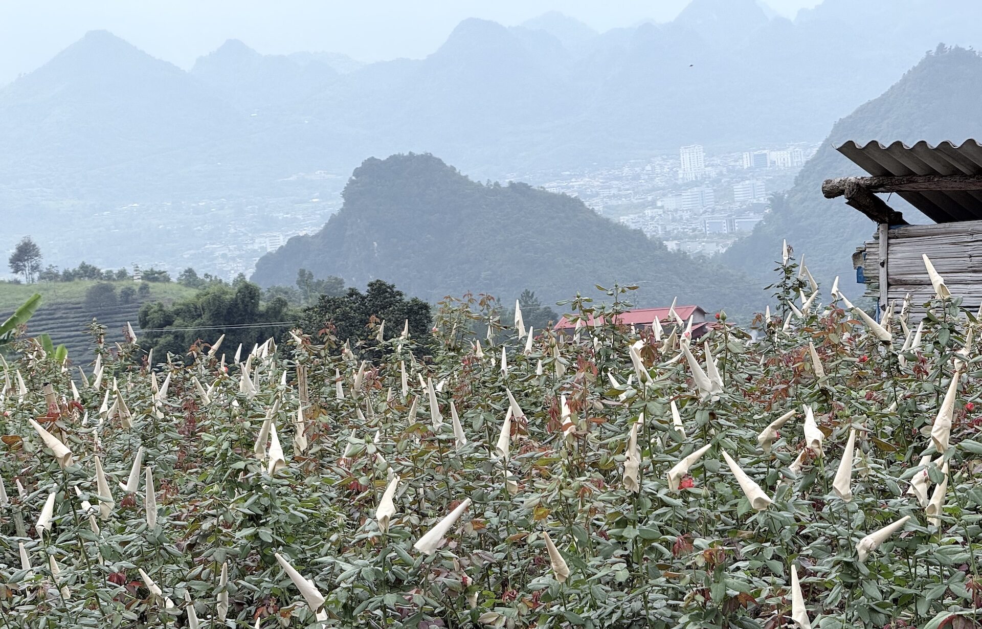 Rozenveld en uitzicht in Vietnam