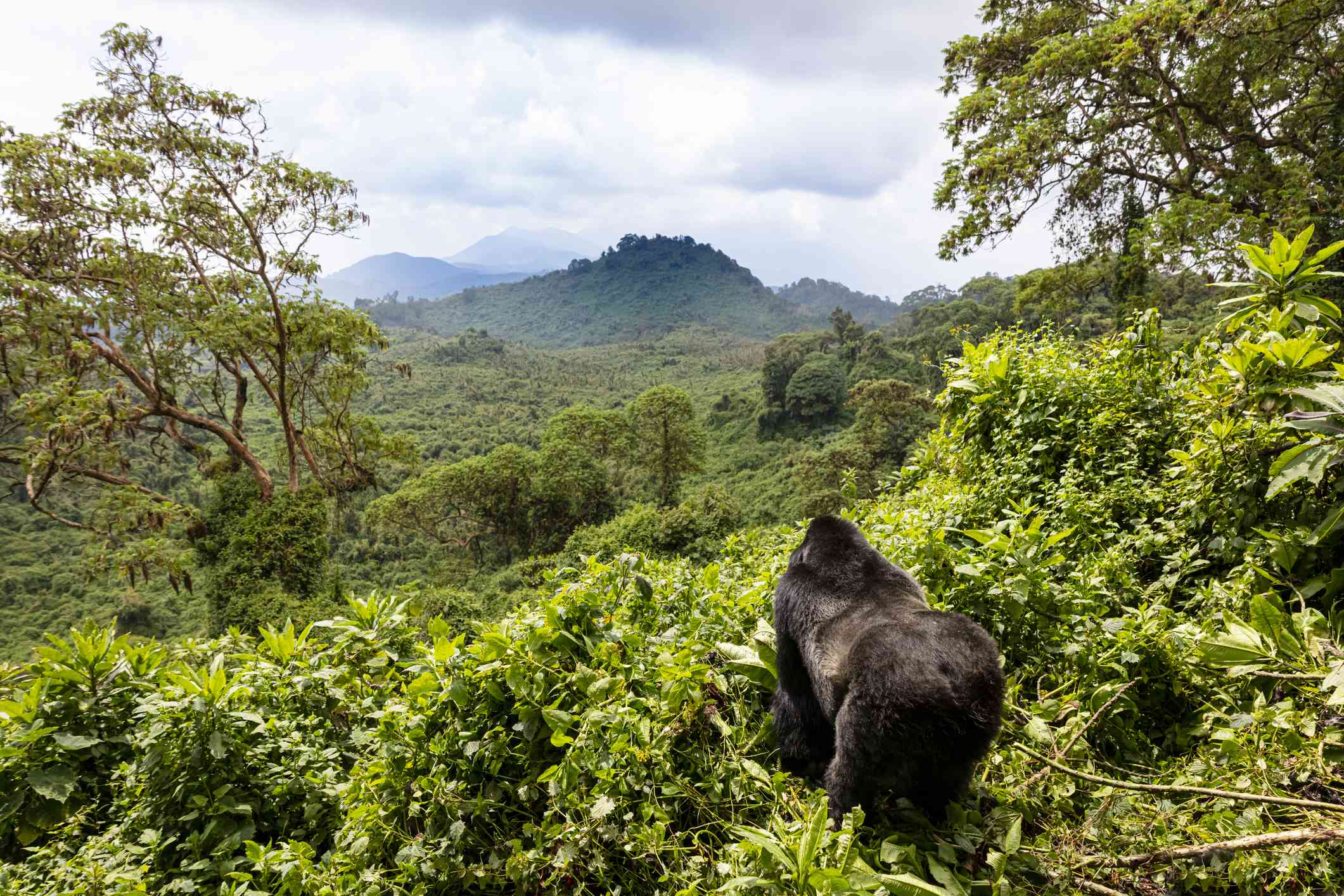 Rwanda web5