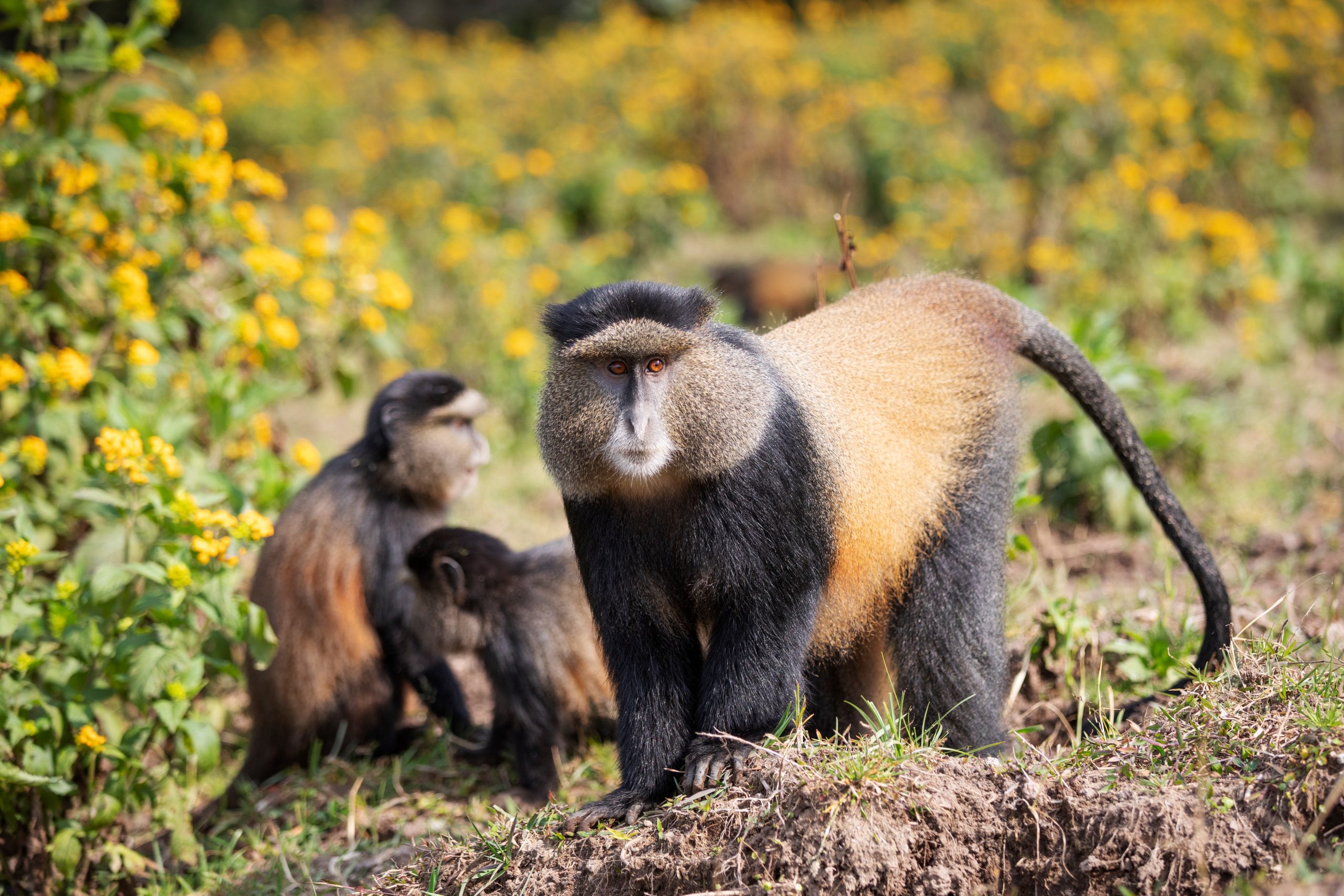 Rwanda web4