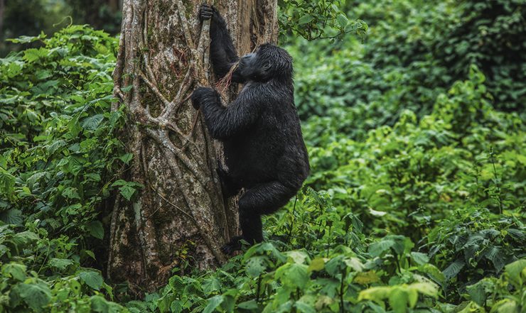 Rwanda web6