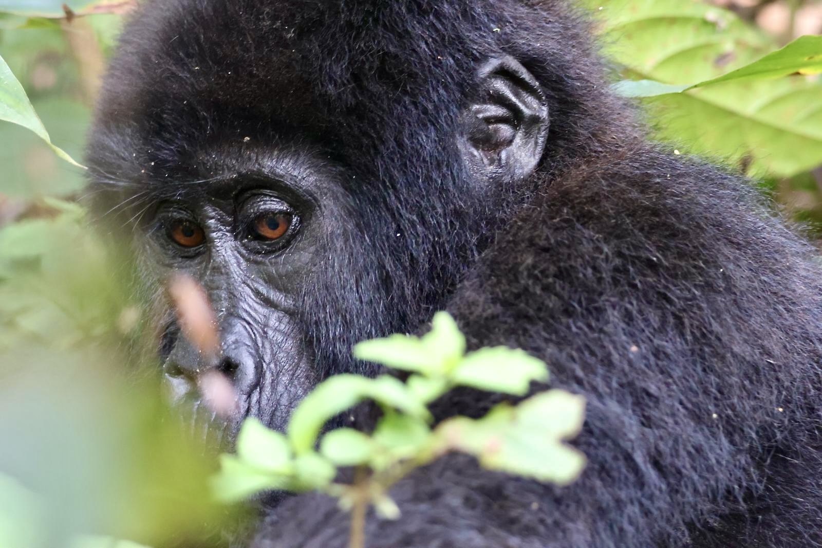 Baby gorilla in Oeganda