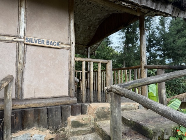 Gorilla mist camp2