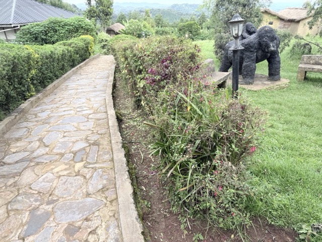 Gorilla mist camp6