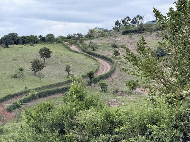 Hyena Hill 9