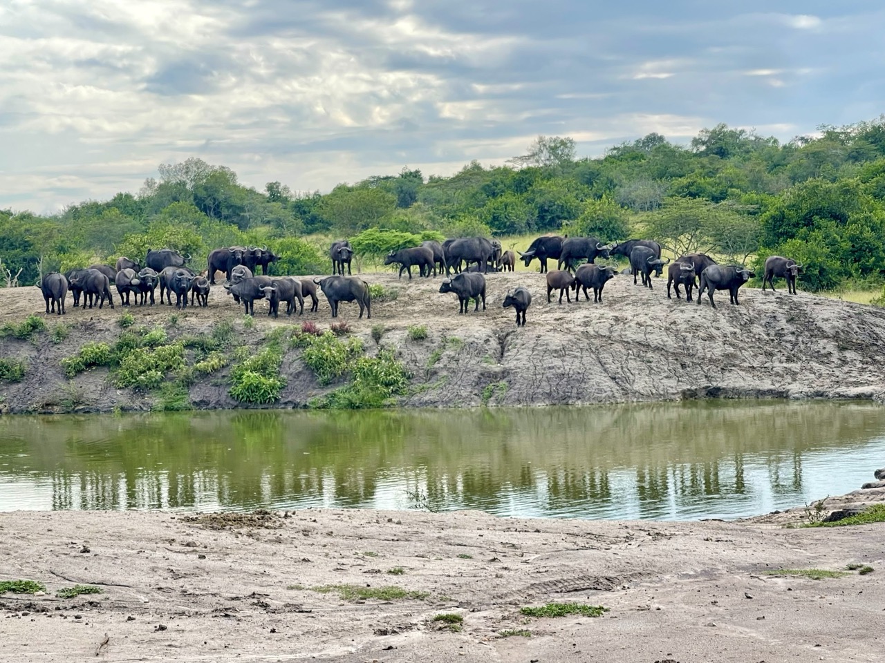 Lake Mburu buffels kijken