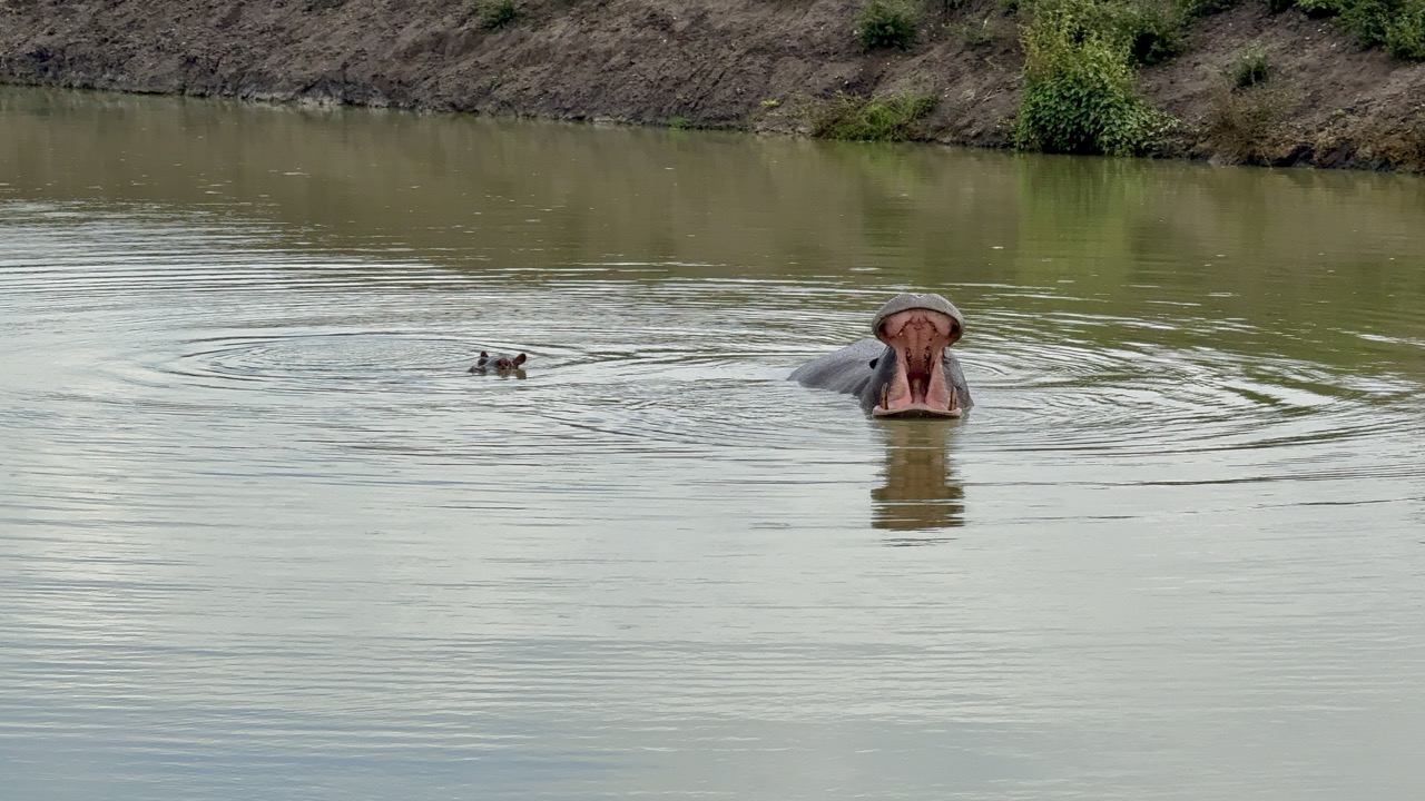 Nijlpaard in het water