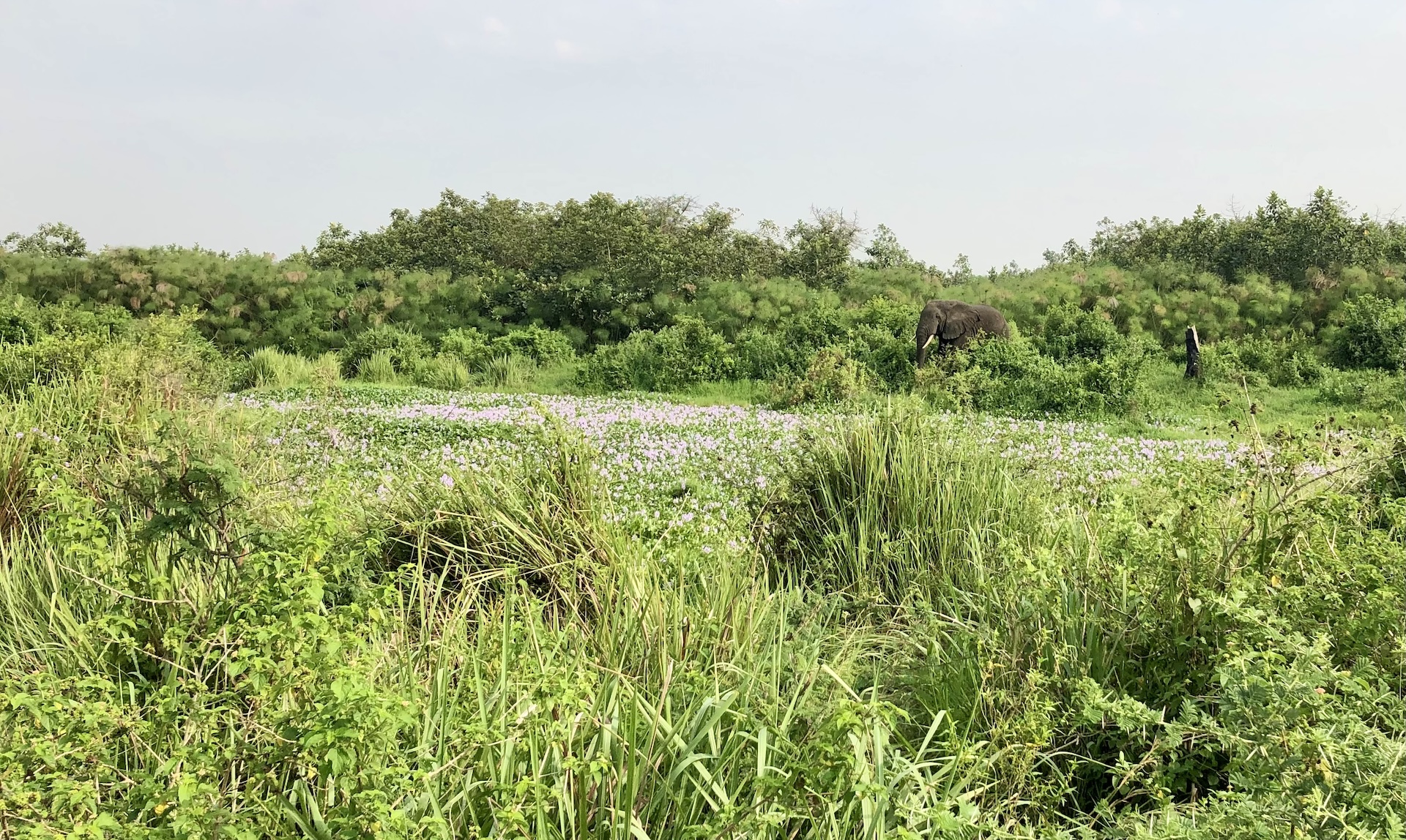 Olifant vlakbij Bush lodge