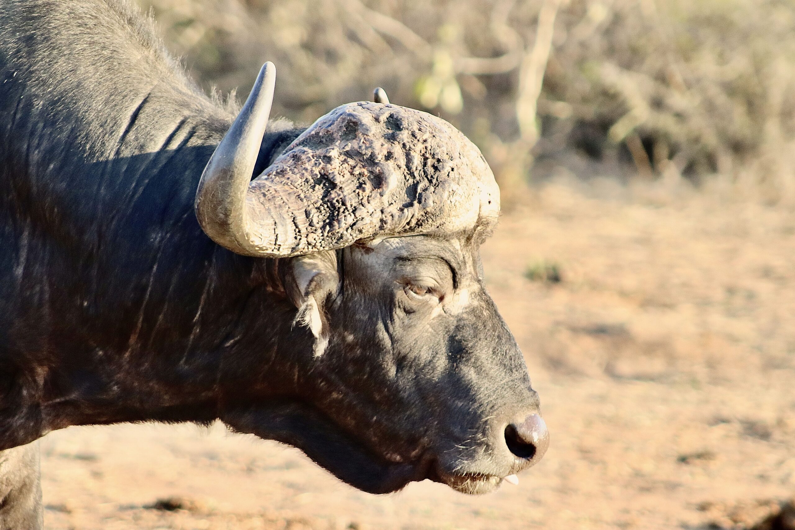 Buffalo