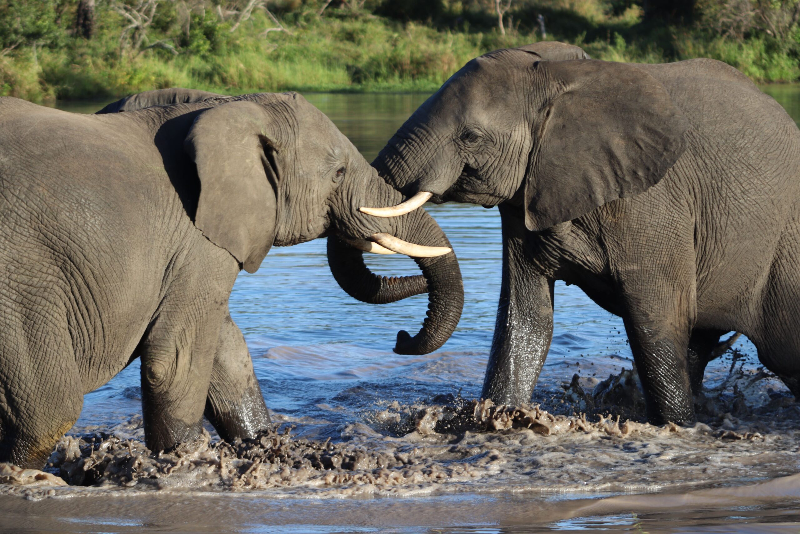 Elephants