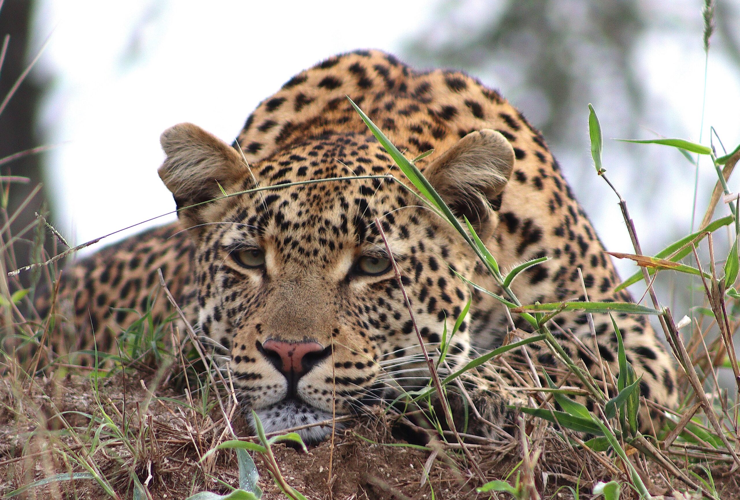 Leopard 3