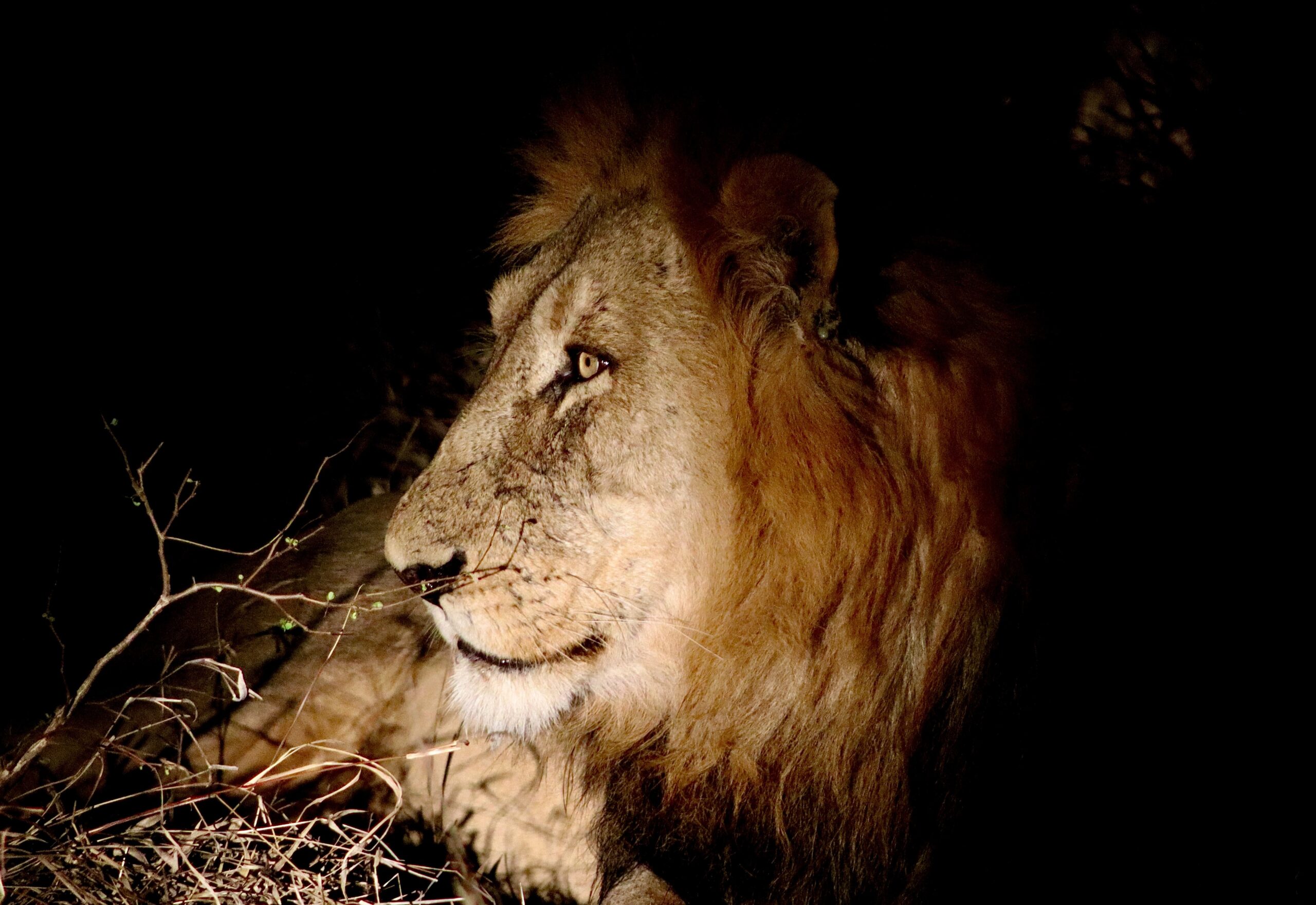 Lion 1