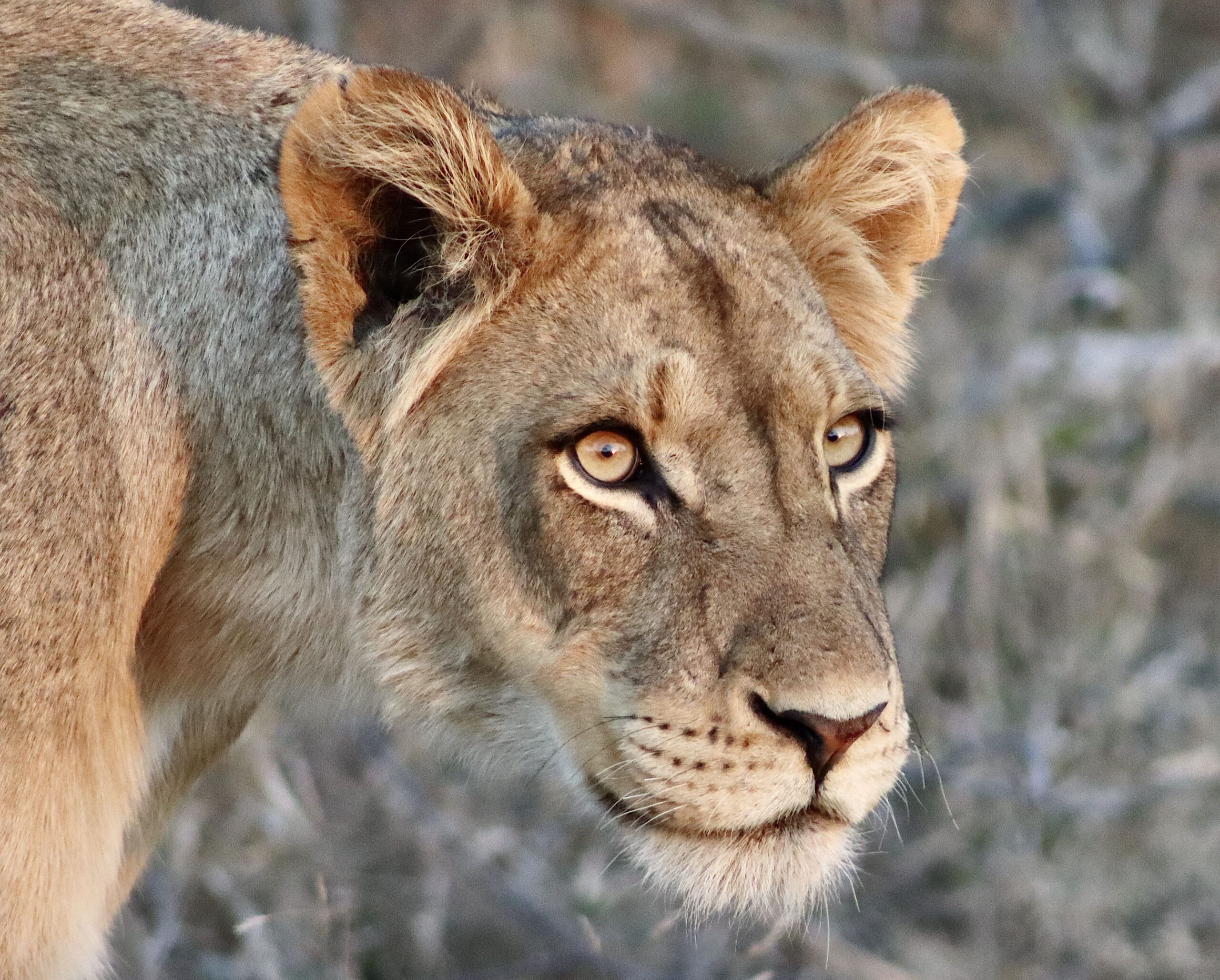 Lion 2