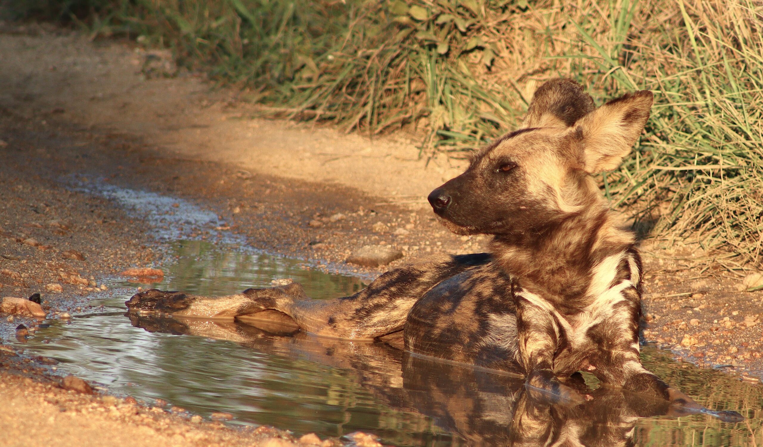 Hyena in zuid afrika