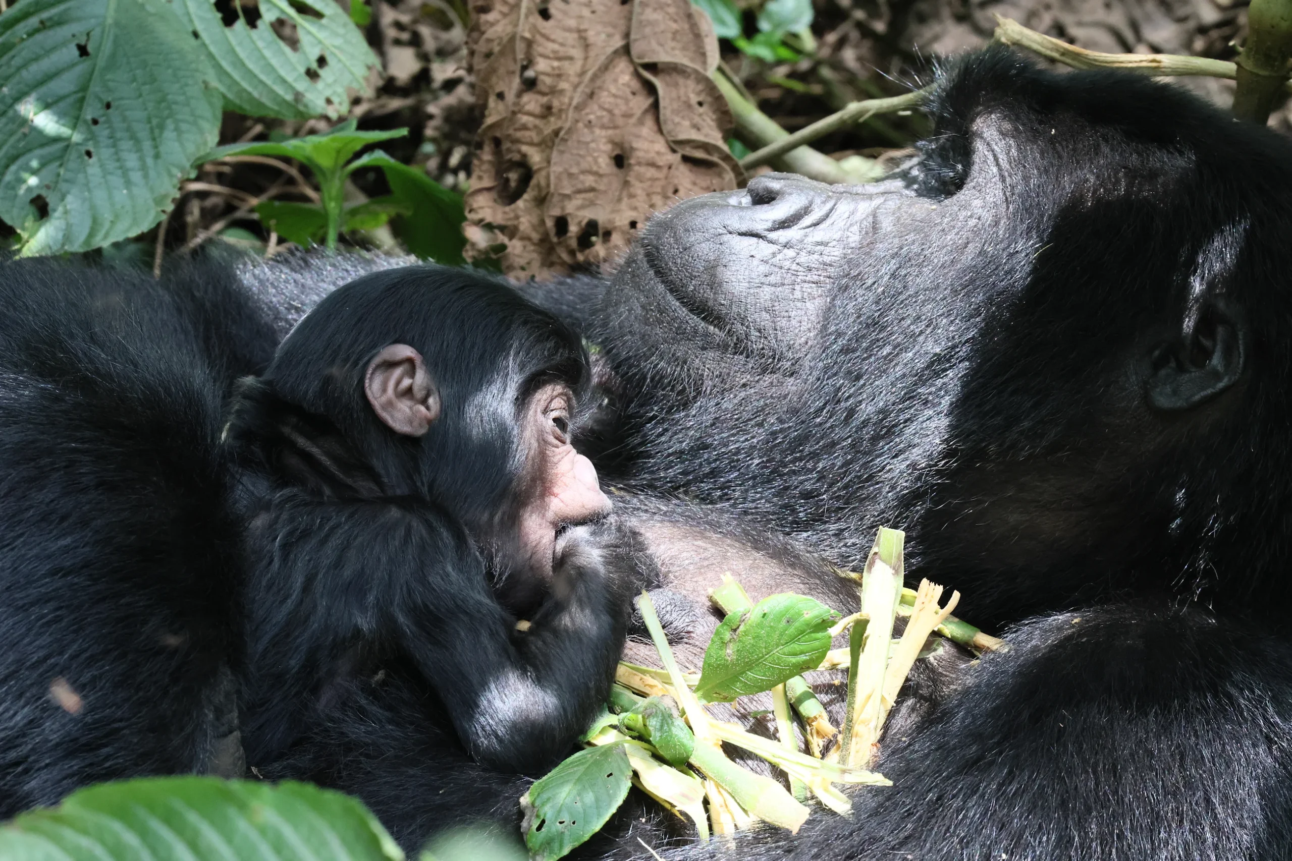 gorilla met baby